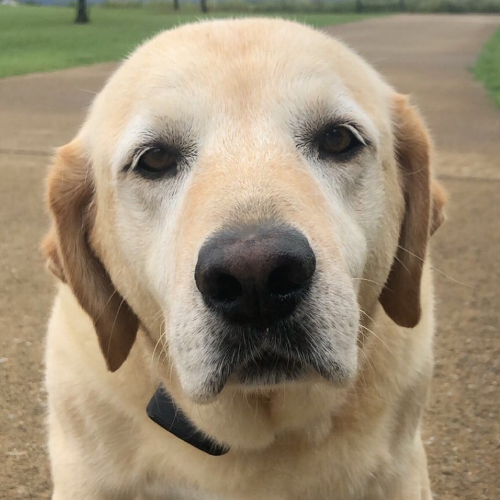 Meet your Posher, Lily